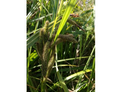 Carex geminata